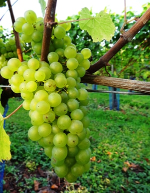 High Clandon Harvest 2014 Chardonnay