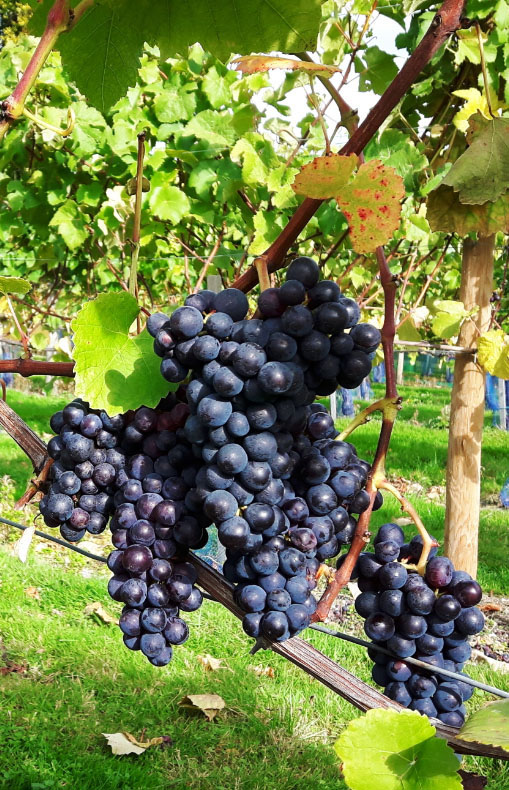 High Clandon Pinot Noir grapes ready for harvest