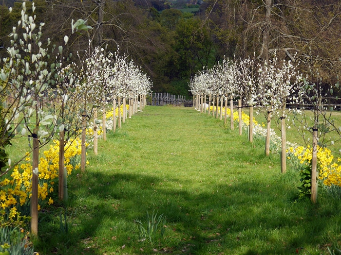 High Clandon Sorbus avenue in spring