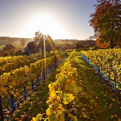 CEPHAS_1234621 High Clandon Autumn vineyard@2x