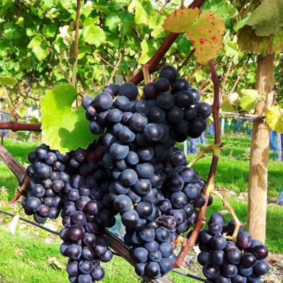 High Clandon Pinot Noir grapes ready for harvest