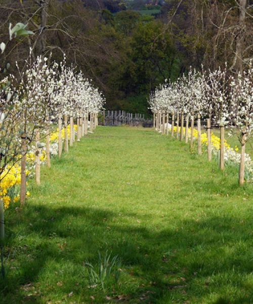 High Clandon Sorbus avenue in spring