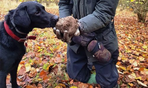 Truffle Hound