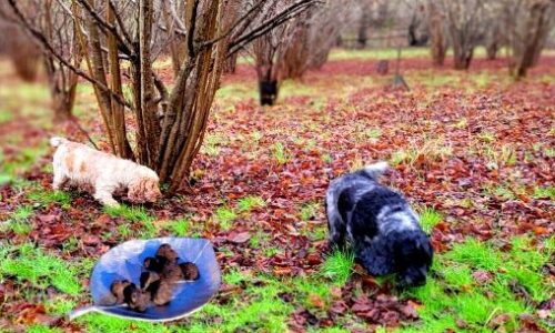 Truffle hounds of High Clandon